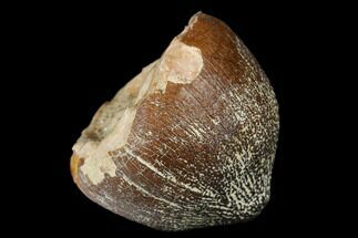 Crushing Mosasaur (Igdamanosaurus) Tooth - Morocco #182139
