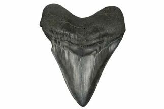 Fossil Megalodon Tooth - South Carolina #180901
