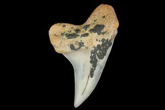 1.44" Fossil Shark Tooth (Carcharodon planus) - Bakersfield, CA - Fossil #178328