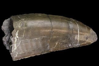 Big, Serrated Allosaurus Tooth - Colorado #182606