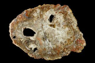 22" Colorful, Petrified Wood (Araucaria) Round - Madagascar  - Fossil #182915