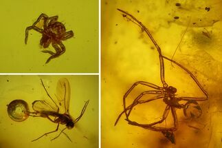 Fossil Spider Exuviae, a Mite and Two Flies in Baltic Amber #183529