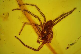 mm Detailed Fossil Spider (Araneae) in Baltic Amber #183552
