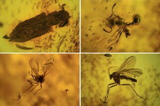 Fossil Ant, Beetle and Two Flies in Baltic Amber #183553