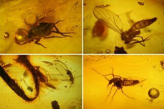 Four Detailed Fossil Flies (Diptera) And A Leaf In Baltic Amber #183558