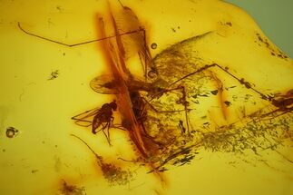 Fossil Fly (Diptera) and Crane Fly (Tipulidae) in Baltic Amber #183580