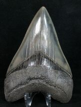 Top Quality Megalodon Tooth - Serrated #11777