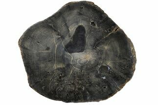 11.2" Polished Petrified Wood (Sycamore) Round - Sweet Home, Oregon - Fossil #183471