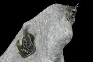 Two Devil Horned Cyphaspis Trilobites - Mrakib, Morocco #183633