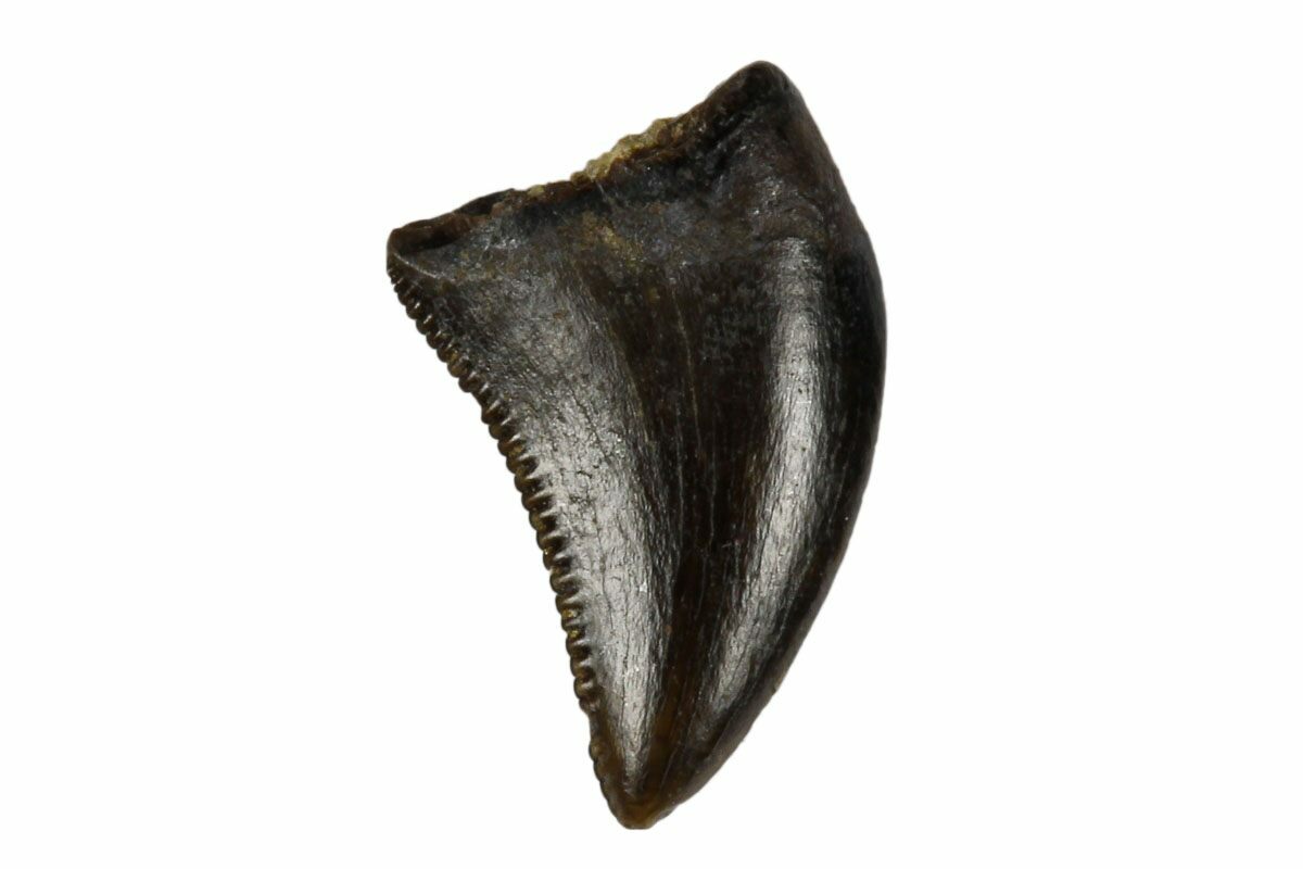 dromaeosaur tooth