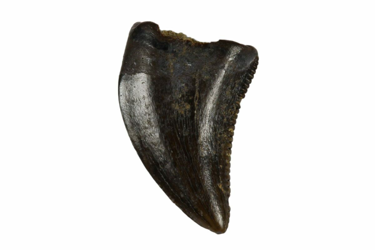 dromaeosaur tooth