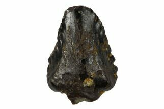 Fossil Pachycephalosaur Tooth - Judith River Formation #183579