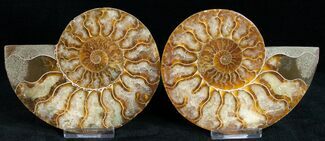 Beautiful Cut/Polished Ammonite (Pair) #11794
