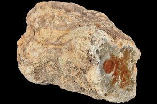 2.7" Petrified Wood (Araucaria) Limb - Madagascar  - Fossil #184194