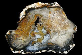 Excellent, Hubbard Basin Petrified Wood Round - Nevada #184715