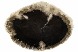 11.9" Polished Petrified Palmwood (Palmoxylon) Round - Texas - Fossil #184722