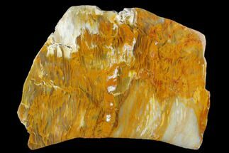 8.5" Polished, Agate Replaced Wood Slab - Oregon - Fossil #184760
