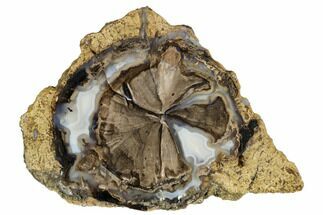 Polished Petrified Wood (Schinoxylon) Round - Wyoming #184843