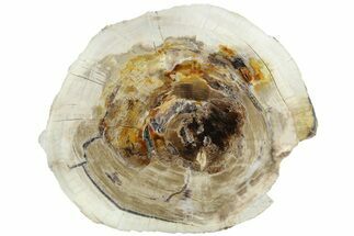 6.6" Polished Petrified Wood Round - MacDonald Ranch, Oregon - Fossil #185109