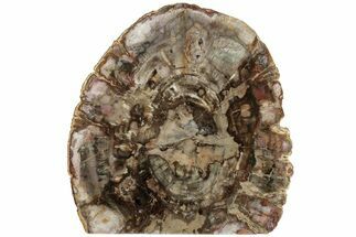 9" Colorful, Free-Standing, Polished Petrified Wood - Madagascar - Fossil #184815
