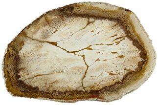 Polished Petrified Palmwood (Palmoxylon) Round - Texas #184776