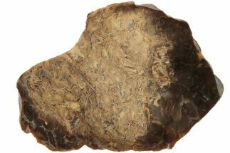3.6" Polished, Jurassic Petrified Tree Fern (Osmunda) Slab - Australia - Fossil #185159
