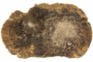 Polished, Jurassic Petrified Tree Fern (Osmunda) Slab - Australia #185162