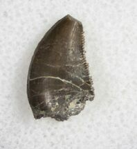 Small / Allosaurus Tooth - Serrated #11833