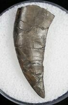 Allosaurus Tooth - Salt & Pepper Quarry #11864