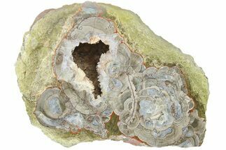 6.8" Polished Mushroom Jasper Section - Arizona - Crystal #184823