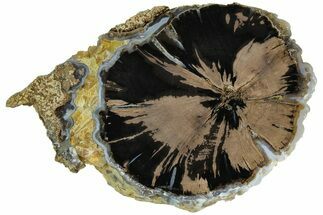 Polished Petrified Wood (Schinoxylon) End-Cut - Wyoming #184826