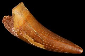 Unidentified Crocodylomorph Tooth - Morocco #185421