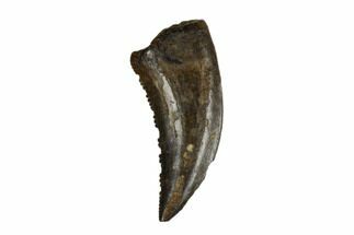 .35" Theropod (Raptor) Tooth - Judith River Formation - Fossil #185210