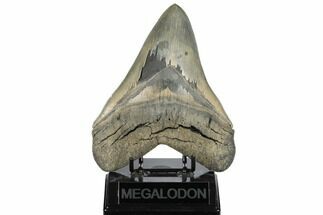 Serrated, Fossil Megalodon Tooth - Beautiful Monster Meg #186035