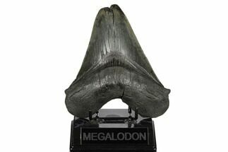 Fossil Megalodon Tooth - Feeding Worn Tip #186043