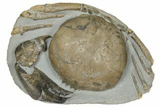 Miocene Fossil Crab (Tumidocarcinus) - New Zealand #186060