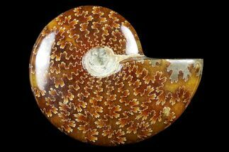 / - / Polished Ammonite Fossils - Madagascar #186599