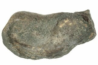 Fossil Whale Ear Bone - Miocene #177782