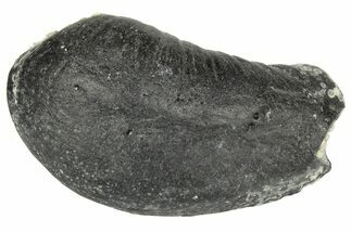 Fossil Whale Ear Bone - Miocene #177799
