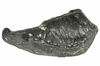 Fossil Whale Ear Bone - Miocene #177802