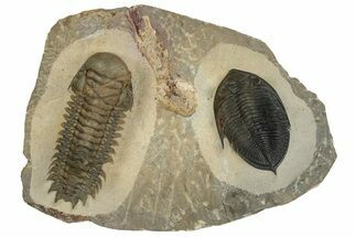 Crotalocephalina Trilobite With Zlichovaspis - Atchana, Morocco #186698