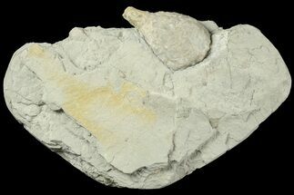 Cystoid (Holocystites) Fossil - Napolean, Indiana #186790