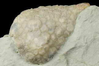 Cystoid (Holocystites) Fossil - Indiana #186793