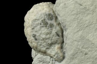 Cystoid (Holocystites) Fossil - Indiana #186795