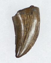 Nanotyrannus Tooth From South Dakota #11911