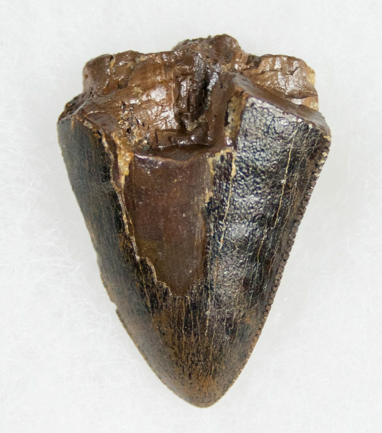 tyrannosaurus tooth fossil