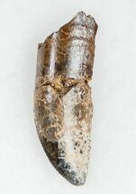 Partial Tyrannosaurus rex (T-Rex) Tooth #11917