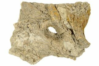Fossil Mosasaur (Platecarpus) Parietal/Frontal Bone - Kansas #187463