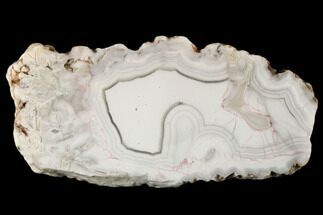 4.4" Polished Banded Agate Nodule Section - Aouli, Morocco - Crystal #187229