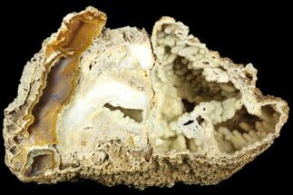 Agatized Fossil Coral Geode - Florida #188030
